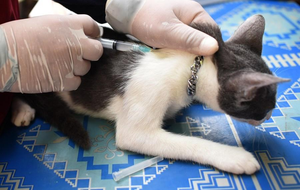 Dinas Kesehatan Banten Gencarkan Vaksinasi Rabies Gratis Bagi Hewan Peliharaan Warga